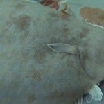 AI System Boosts Sole Aquaculture Efficiency by Predicting Spawning with 90% Accuracy