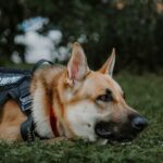 AI Transforms Working Dog Training: Pawsitive Tech Improves Suitability Predictions and Reduces Costs by $40K Per Dog