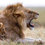 AI Unveils New Lion Roar, Enhancing Species Monitoring with 95.4% Accuracy