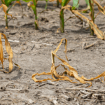 AI’s Energy Demand Threatens Global Agriculture, Warn Experts at Fortune Forum