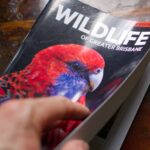 Cornell’s Merlin App Uses AI to Identify Bird Calls in Real-Time, Free for Users