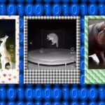 AI Wildlife Videos Surge as Realism Blurs; Experts Warn of Authenticity Crisis