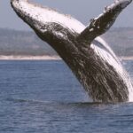 DeepSeek Launches V3.2 Models to Rival GPT-5 and Gemini 3 Pro with Advanced Reasoning