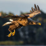 EU AI Act Faces 2025 Deadline as Companies Adapt to New Regulatory Landscape