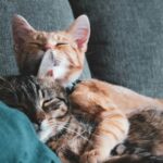 Hugging Face Enhances NLP Capabilities with Python for Market Analysis and Customer Service