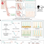 Unified Diffusion Transformer Achieves High-Fidelity Cardiovascular Signal Generation