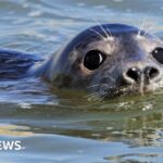 AI Tool Accelerates Seal Population Studies, Cutting Data Processing Time from Hours to Seconds