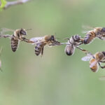 Xcode 26.3 Launches Enhanced Agentic Coding with Claude Agent and OpenAI Codex Integration