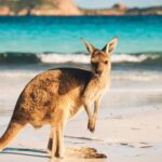 16% of Aussie Gen Z Trust AI for Financial Decisions, Reveals New Study