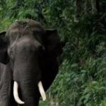 AI-Driven Elephant Intrusion Detection System in Palakkad Delayed, Needs More Trials
