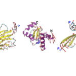 MIT Engineers Develop VibeGen AI to Design Proteins by Targeting Motion Dynamics