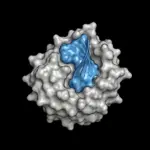 NVIDIA Launches Proteina-Complexa for Enhanced Protein Binder Design with 1M Structures
