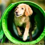 Agile Marketing Teams Triple AI Integration Rates, Outpace Non-Agile Peers