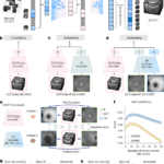 New 3D Multi-Modal Foundation Model Revolutionizes Optical Coherence Tomography Analysis